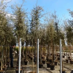 Kurkeik (Quercus Suber) -Goedkope Tuin Sprankel Winkel quercus suber 10 12 4