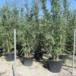 Kurkeik Meerstammig (Quercus Suber) -Goedkope Tuin Sprankel Winkel quercus suber meerstammig