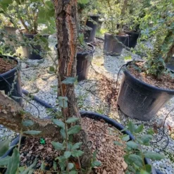 Kurkeik Meerstammig (Quercus Suber) -Goedkope Tuin Sprankel Winkel quercus suber meerstammig 1