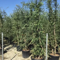 Kurkeik Meerstammig (Quercus Suber) -Goedkope Tuin Sprankel Winkel quercus suber meerstammig 250 300 cm