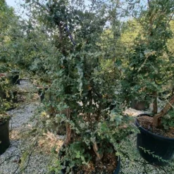 Kurkeik Meerstammig (Quercus Suber) -Goedkope Tuin Sprankel Winkel quercus suber meerstammig 2 1