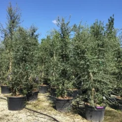 Kurkeik Meerstammig (Quercus Suber) -Goedkope Tuin Sprankel Winkel quercus suber meerstammig 300 350 cm