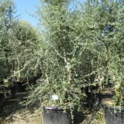 Kurkeik Meerstammig (Quercus Suber) -Goedkope Tuin Sprankel Winkel quercus suber meerstammig 5
