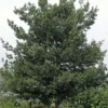 Steeneik Als Boom (Quercus Ilex) -Goedkope Tuin Sprankel Winkel quercusilex steeneikv01