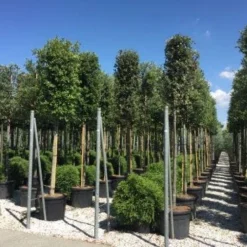 Steeneik Als Boom (Quercus Ilex) -Goedkope Tuin Sprankel Winkel quercusilexv04