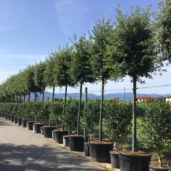 Steeneik Als Boom (Quercus Ilex) -Goedkope Tuin Sprankel Winkel quercusilexv05