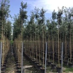 Steeneik Als Boom (Quercus Ilex) -Goedkope Tuin Sprankel Winkel quercusilexv06
