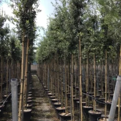 Steeneik Als Boom (Quercus Ilex) -Goedkope Tuin Sprankel Winkel quercusilexv07