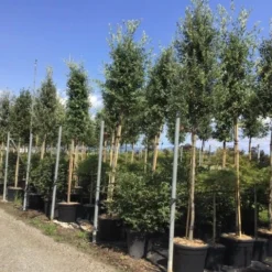 Steeneik Als Boom (Quercus Ilex) -Goedkope Tuin Sprankel Winkel quercusilexv09