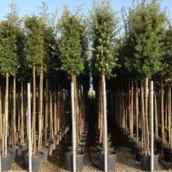 Steeneik Als Boom (Quercus Ilex) -Goedkope Tuin Sprankel Winkel quercusilexv11