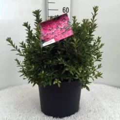 Japanse Azalea (Rhododendron 'Madame Van Hecke') -Goedkope Tuin Sprankel Winkel r. aj mme van hecke c10