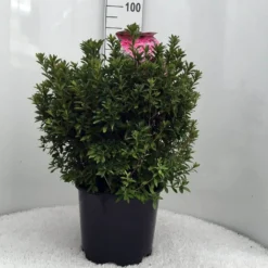 Japanse Azalea (Rhododendron 'Madame Van Hecke') -Goedkope Tuin Sprankel Winkel r. aj mme van hecke c15