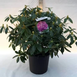 Rhododendron (Rhododendron Catawbiense 'Grandiflorum') -Goedkope Tuin Sprankel Winkel r. cat. grandiflorum c30