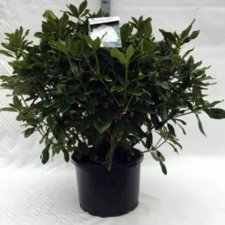 Rhododendron (Rhododendron 'Cunningham White') -Goedkope Tuin Sprankel Winkel r. cunningh white c40