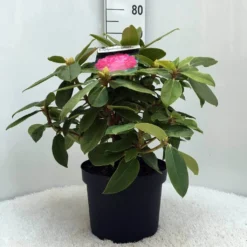 Rhododendron (Rhododendron 'Germania') -Goedkope Tuin Sprankel Winkel r. germania c10 50 cm