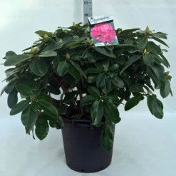 Rhododendron (Rhododendron 'Germania') -Goedkope Tuin Sprankel Winkel r. germania c30