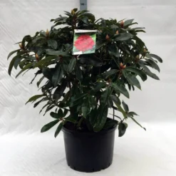 Rhododendron (Rhododendron 'Halfdan Lem') -Goedkope Tuin Sprankel Winkel r. halfdan lem c40