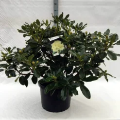 Rhododendron (Rhododendron 'Horizon Monarch') -Goedkope Tuin Sprankel Winkel r. horizon monarch c40