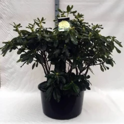 Rhododendron (Rhododendron 'Horizon Monarch') -Goedkope Tuin Sprankel Winkel r. horizon monarch c80