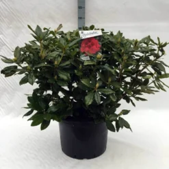 Rhododendron (Rhododendron 'Lord Roberts') -Goedkope Tuin Sprankel Winkel r. lord roberts c40