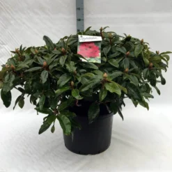 Rhododendron (Rhododendron 'Marie Forte') -Goedkope Tuin Sprankel Winkel r. marie forte c40