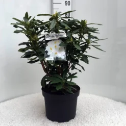 Rhododendron (Rhododendron 'Madame Masson') -Goedkope Tuin Sprankel Winkel r. mme masson c10 50 cm
