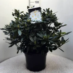 Rhododendron (Rhododendron 'Madame Masson') -Goedkope Tuin Sprankel Winkel r. mme masson c20