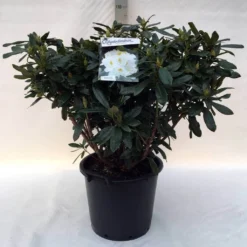 Rhododendron (Rhododendron 'Madame Masson') -Goedkope Tuin Sprankel Winkel r. mme masson c30