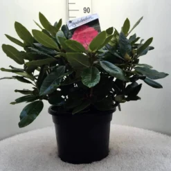 Rhododendron (Rhododendron 'American Beauty') -Goedkope Tuin Sprankel Winkel r. p.a. beauty c20