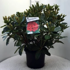 Rhododendron (Rhododendron 'Red Jack') -Goedkope Tuin Sprankel Winkel r. red jack c20