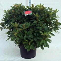 Rhododendron (Rhododendron 'Red Jack') -Goedkope Tuin Sprankel Winkel r. red jack c40