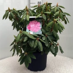 Rhododendron (Rhododendron 'Roseum Elegans') -Goedkope Tuin Sprankel Winkel r. roseum elegans c10 50 cm