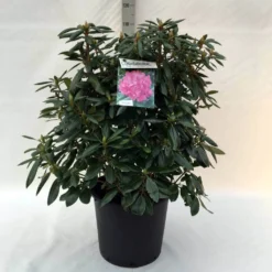 Rhododendron (Rhododendron 'Roseum Elegans') -Goedkope Tuin Sprankel Winkel r. roseum elegans c30