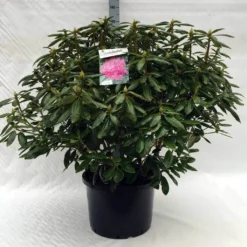 Rhododendron (Rhododendron 'Roseum Elegans') -Goedkope Tuin Sprankel Winkel r. roseum elegans c40