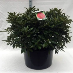 Rhododendron (Rhododendron 'Wilgen's Ruby') -Goedkope Tuin Sprankel Winkel r. wilgens ruby c80