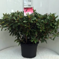 Rhododendron (Rhododendron 'Winsome') -Goedkope Tuin Sprankel Winkel r. winsome c20