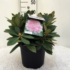 Dwergrhododendron (Rhododendron 'Dreamland') -Goedkope Tuin Sprankel Winkel r. y dreamland c5