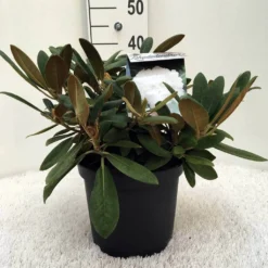 Dwergrhododendron (Rhododendron 'Porzellan') -Goedkope Tuin Sprankel Winkel r. y porzelan c5