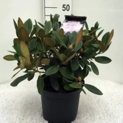 Dwergrhododendron (Rhododendron 'Silberwolke') -Goedkope Tuin Sprankel Winkel r. y silberwolke c5