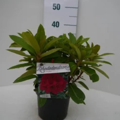 Rhododendron (Rhododendron 'Red Jack') -Goedkope Tuin Sprankel Winkel red jack c2 voor