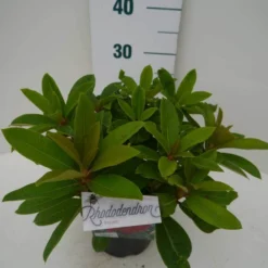 Rhododendron (Rhododendron 'Red Jack') -Goedkope Tuin Sprankel Winkel red jack c2 zij