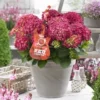 Hortensia Red Reggae (Hydrangea 'Music Collection') -Goedkope Tuin Sprankel Winkel red reggea 2