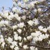Beverboom (Magnolia Kobus)