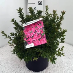 Japanse Azalea (Rhododendron 'Madame Van Hecke') -Goedkope Tuin Sprankel Winkel rh. aj mme van hecke c10