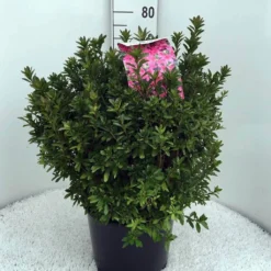 Japanse Azalea (Rhododendron 'Madame Van Hecke') -Goedkope Tuin Sprankel Winkel rh. aj mme van hecke c15