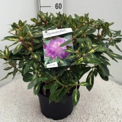 Rhododendron (Rhododendron 'Goldflimmer') -Goedkope Tuin Sprankel Winkel rh. goldflimmer c10 50 cm