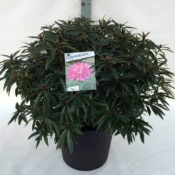 Rhododendron (Rhododendron 'Graziella') -Goedkope Tuin Sprankel Winkel rh. graziella c30