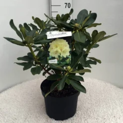 Rhododendron (Rhododendron 'Horizon Monarch') -Goedkope Tuin Sprankel Winkel rh. horizon monarch c10 50 cm