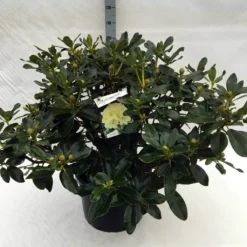 Rhododendron (Rhododendron 'Horizon Monarch') -Goedkope Tuin Sprankel Winkel rh. horizon monarch c40