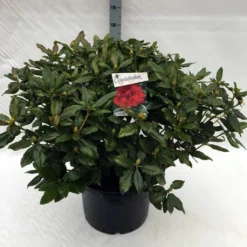 Rhododendron (Rhododendron 'Lord Roberts') -Goedkope Tuin Sprankel Winkel rh. lord roberts c40